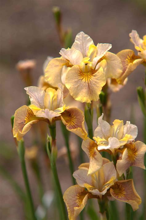 How to Grow and Care for Siberian Iris