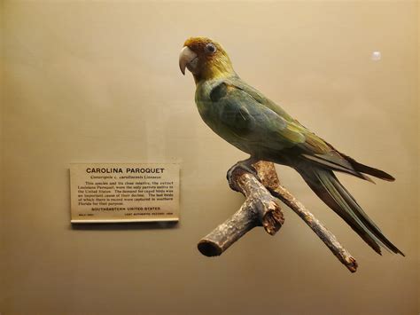 Conure de Caroline - eBird