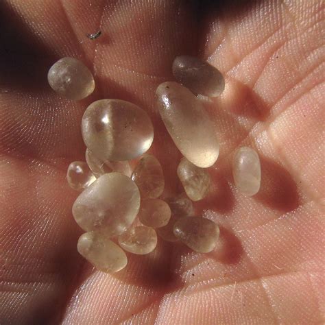 Cape May Diamonds 2010 | Some of the large number of Cape Ma… | Flickr