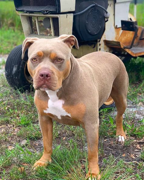 Tri-Color Pitbull – Breed Info, Pictures, Genetics & Facts