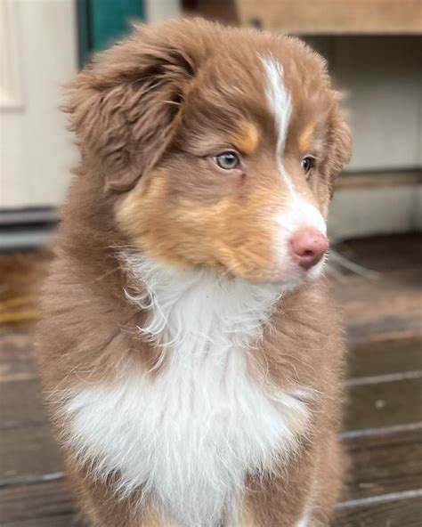Australian Shepherd Brown