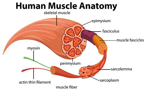 Muscle Fiber Vector Art, Icons, and Graphics for Free Download
