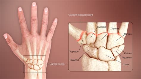 Bones of the Hand: Anatomy, Functions & Common Injuries Explained