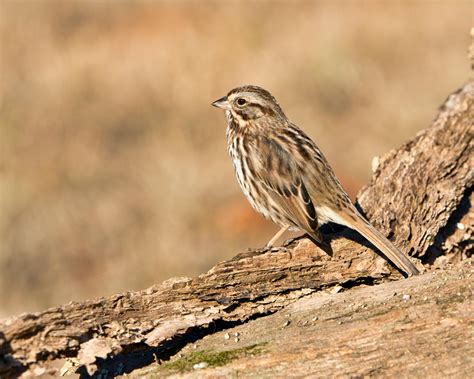 Song Sparrow Bird · Free Stock Photo
