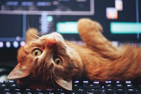 Confused Cat Computer