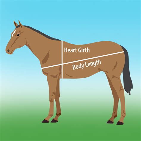 How To Measure Horse For Girth Size at Randall Graves blog