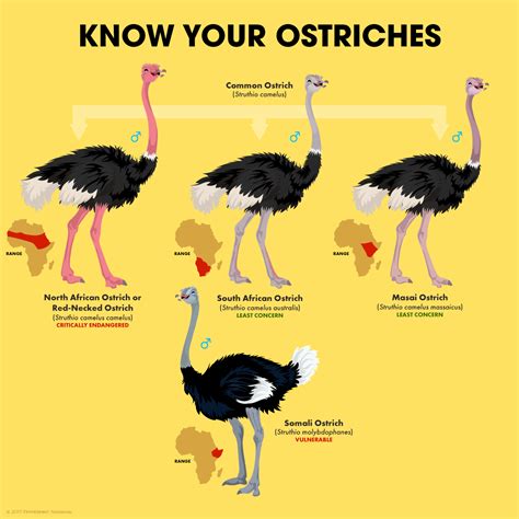 Ostrich | Ostriches, Animal facts, Fun facts about animals