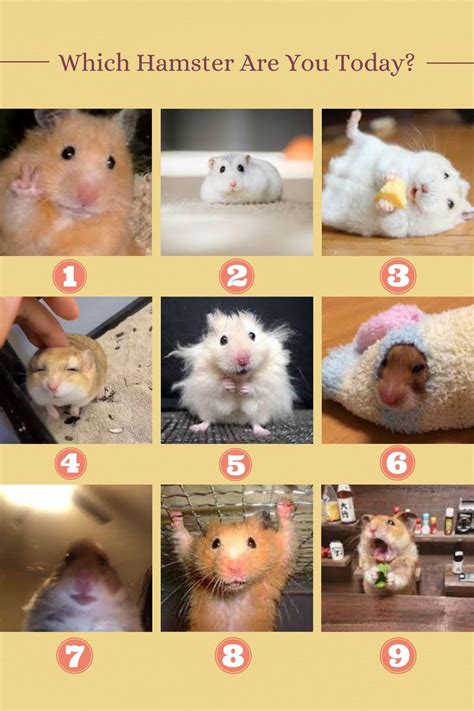 Which hamster are you today? Enjoy the graphic I made… : r/hamsters