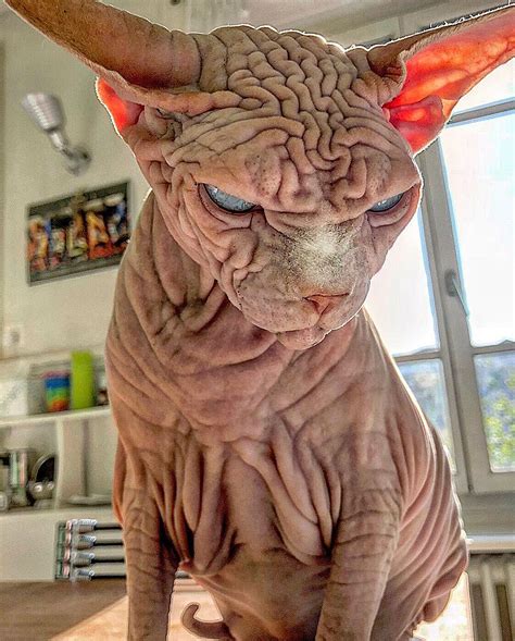 Fat Sphynx Cat