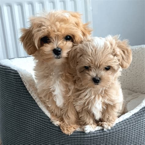 Maltipoo Full Grown: Does Size Really Matter?
