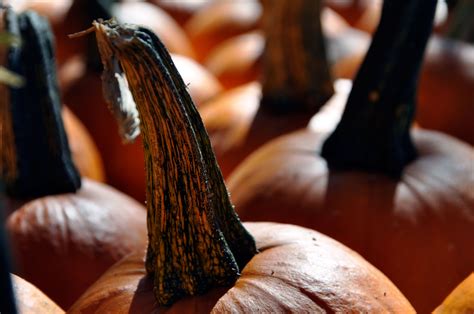 The Pumpkin Patch at Irvine Park Railroad - Rockin Mama™