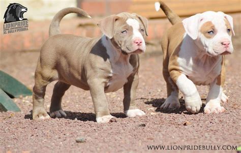 Xxl American Bully Puppies For Sale