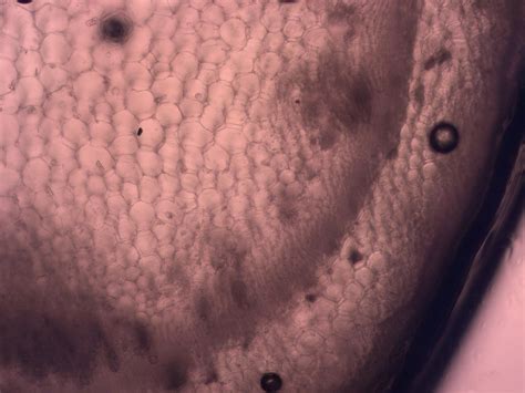 Xylem And Phloem Under Microscope Micropedia