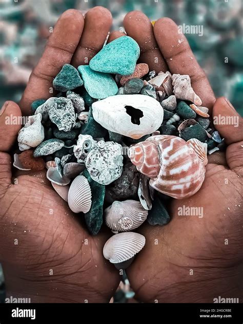 Different Types Of Sea Shells In The Hand Stock Photo - Alamy