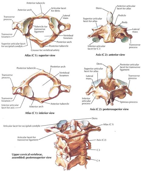 Atlas and Axis Vertebrae | Medical anatomy, Anatomy and physiology ...
