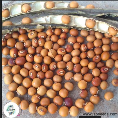 50 Winged Bean Seeds (Psophocarpus tetragonolobus) (Asia Vegetable ...
