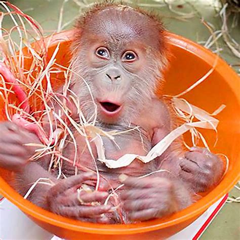 Down Syndrome Monkey Man Spoke To Apes In Their Own Language And Their