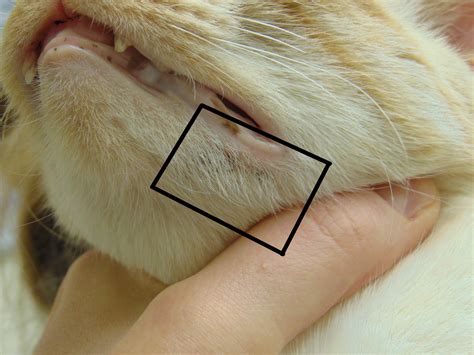 Cat Has Pimple On Chin