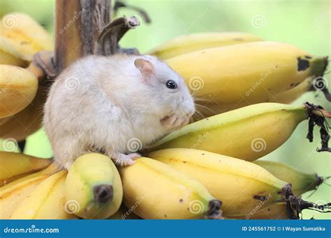 A Campbell Dwarf Hamster Eating a Ripe Banana on a Tree. Stock Photo ...