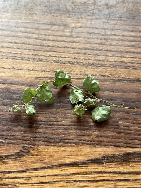 Bought this string of frogs cutting,it’s arrived like this what should I do? :( : r/houseplants