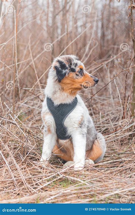 Unique Portrait of an Australian Shepherd Puppy Who Expresses His ...