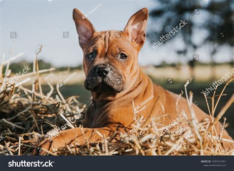 186 Chongqing dog Images, Stock Photos & Vectors | Shutterstock