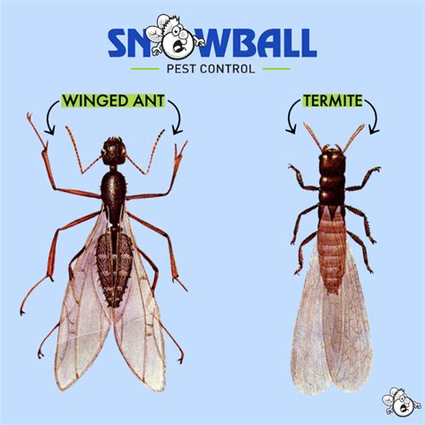 Snowball Pest Control - Pest Control Expert in Cincinnati & Northern KY