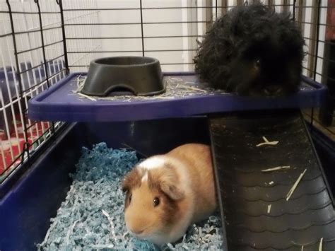 Cavy Savvy: A Guinea Pig Blog: Product Review: Gorgeous Guineas Posh 'n ...