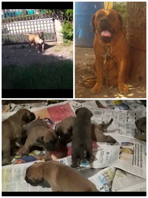 For Sale: Brazilian Mastiff Mix Puppies - Vineyard Town