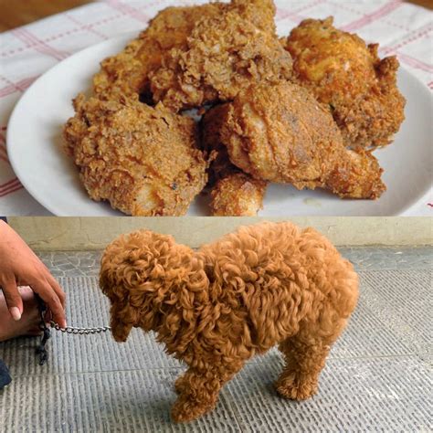 Boba just seconds before her first bath and grooming. Totally fried ...