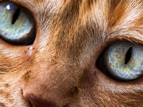 Cat Eye Infection Medicine at Josephine Blumberg blog