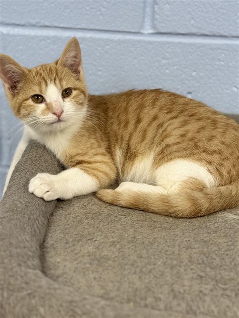 First State Animal Center and SPCA