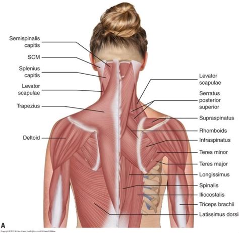 Shoulder neck musculature anatomy muscles thatphysioyouknow shoulder neck – Artofit