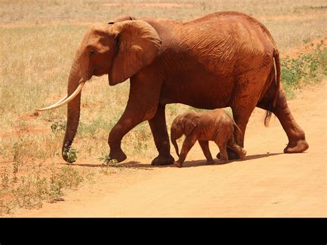 Top 6 Animals With Longest Pregnancy Periods