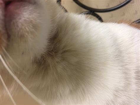 A newly adopted kitten has given my older cats fleas. We have almost ...