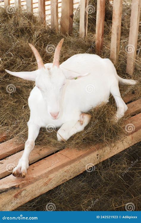 Goat Breeds Saanen