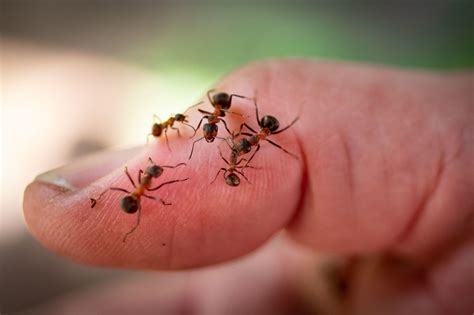 15 Western Harvester Ants Facts - Facts.net