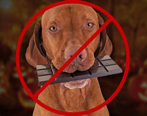 Шоколад для животных; ЯД; Save Animals | Спасите Животных - coffee-mir.ru