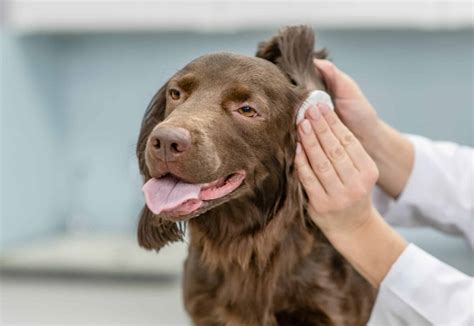 6 Reasons Why Your Dog's Ears Smell (and How to Clean Them)