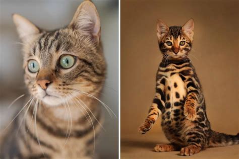 What Are Bengal Cats Mixed With at Megan Lewis blog