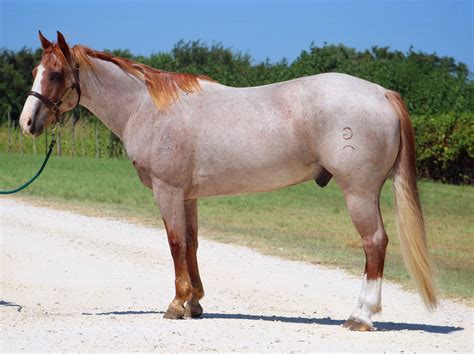 Strawberry Roan Quarter Horse