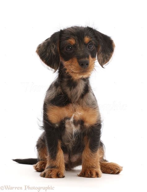 Dachshund Mixed With Yorkie