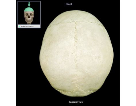 Skull superior view identification Quiz