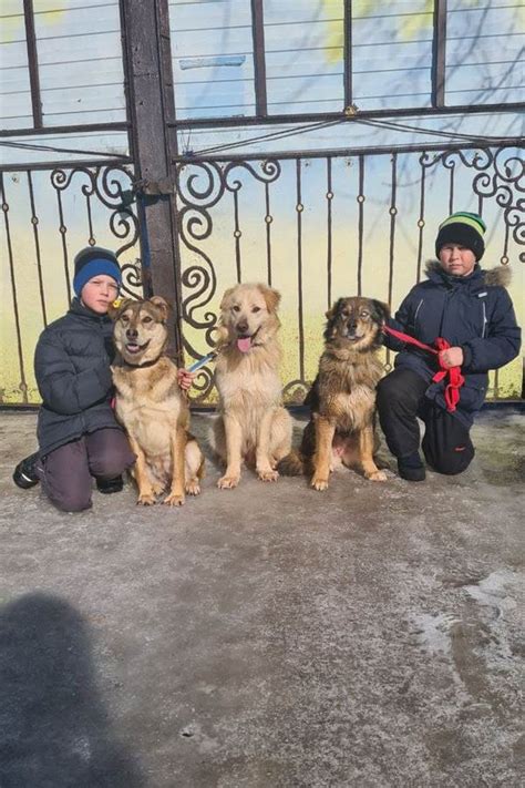 Занятие в школе юного кинолога - Благотворительный фонд "БИоЗОНа"
