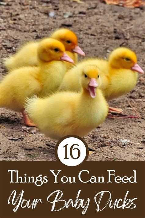 Things To Feed Ducklings at Mary Tylor blog