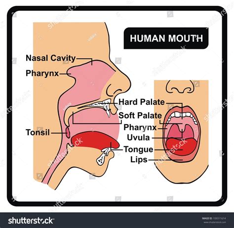 Human Mouth Anatomy Stock Illustration 109311614 - Shutterstock