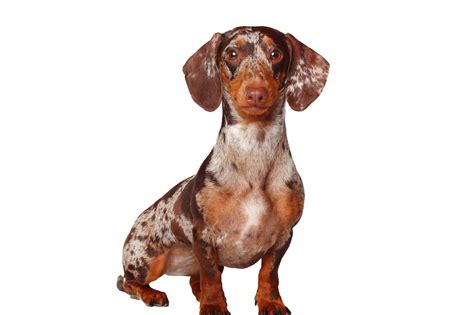 Dapple Dachshund: Breed Info, Patterns, Traits & Pictures
