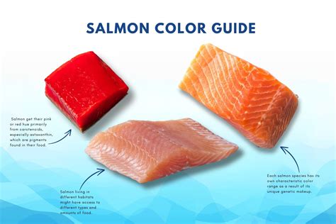 Salmon Color Here's The New GMO Salmon Created By Researchers