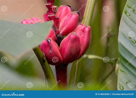 Fruits of a Pink Banana, Musa Velutina Stock Photo - Image of garden ...