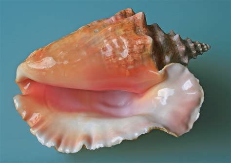 Ocracoke Island Journal: Conch or Whelk
